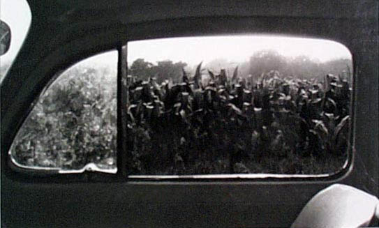 Cornfield, Johnson County, Iowa