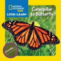 Caterpillar to butterfly