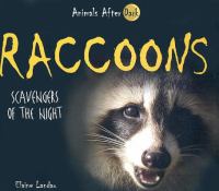 Raccoons : scavengers of the night