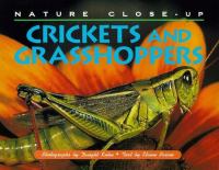 Crickets and grasshoppers