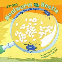 From mealworm to beetle : following the life cycle