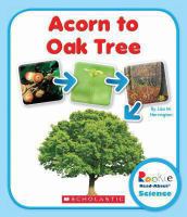 Acorn to oak tree