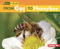 From egg to honeybee