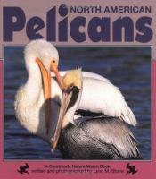 North American pelicans